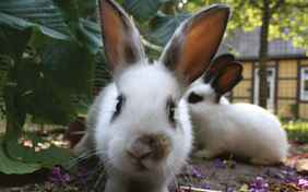 Zwergkanninchen auf dem Gelände